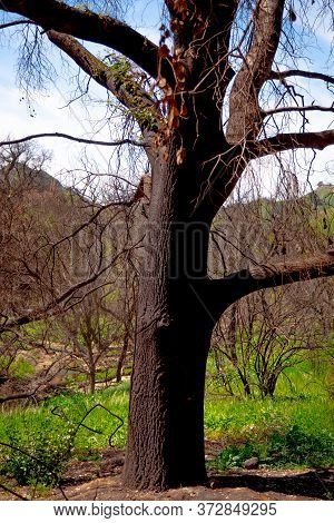 Burnt Trees After The Huge Fire In Malibu - Travel Photography