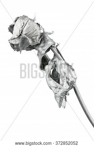 Silver Rose Isolated On White. Silver Dried Flower Head, Romance Concept. High Resolution Photo. Ful