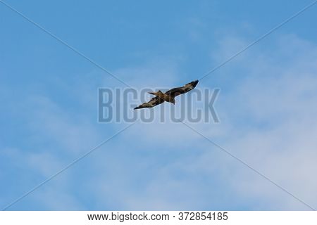 A Red Kite (milvus Milvus) With A Bright Blue Sky As Background. The Red Kite Is A Bird Of Prey In T