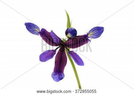 Purple Flower Of Iris Graminea Isolated On White Background. High Resolution Photo. Full Depth Of Fi