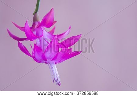Flower Of Christmas Cactus (schlumbergera) Isolated On A Pink Background