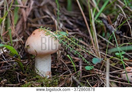 Edible Mushroom Suillus Granulatus Growing In The Grass