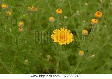 Cota Tinctoria Called As Golden Marguerite - Beautiful Flower With Bright Yellow Inflorescences