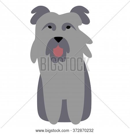 Pyrenean Shepherd , Illustration On White Background Flat Style