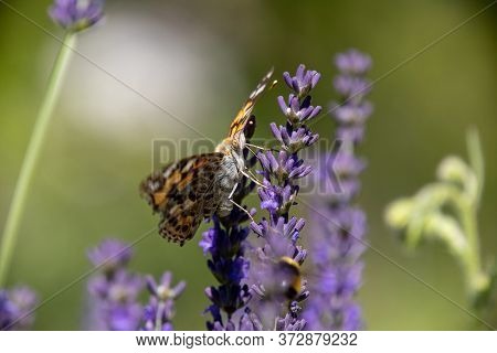 Painted Lady, Cosmopolite (vanessa Cardui) On Lavender (lavandula)