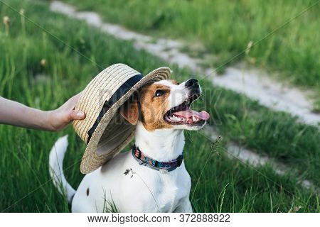 Happy Puppy Jack Russell Terrier And His Owner Playing With Strow Hat In The Summer Meadow. Dark Gre