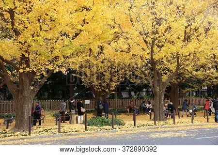 Tokyo, Japan - November 30, 2016: People Celebrate Ginkgo Avenue Autumn Foliage In Tokyo, Japan. Ich