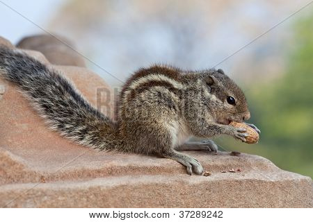 StreifenhÃ¶rnchen