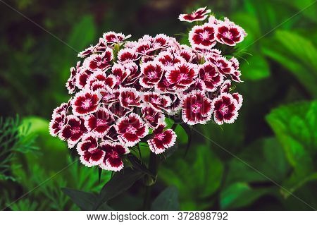 Carnation Flower. Close Up Blooming Carnation Glory Pink Flower Dianthus Caryophyllus, Carnation Clo