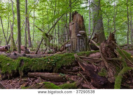 Old Spruce Tree Broken Lying