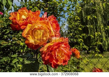 Yellow-orange Roses With Drops Of Dew On A Summer Sunny Day