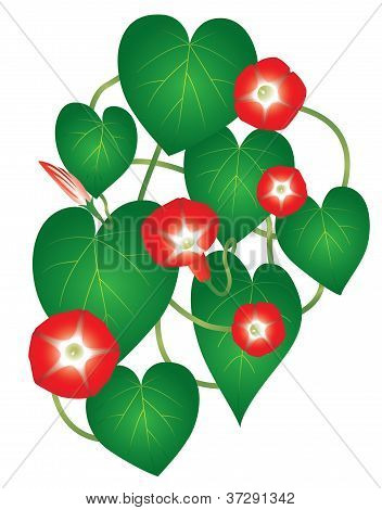 爪红色星花