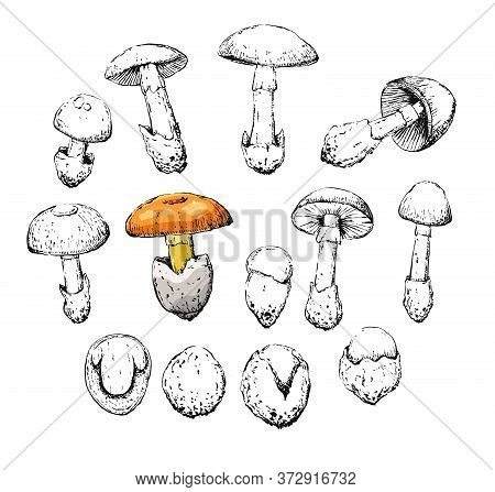 Amanita Caesarea Old Vintage Retro Sketch Set