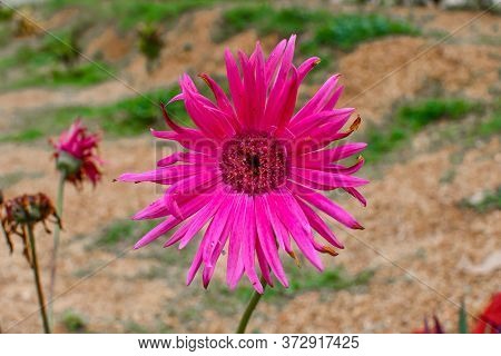 Pink Zinia Flowers At The Garden On Blur Background.