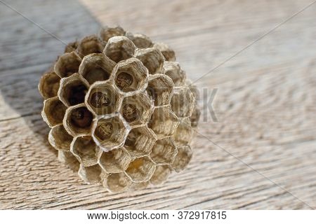 European Paper Wasp Nest With Larvas  - Polistes Dominula