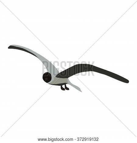 Soaring Seagull With Spread Wide Curved Wings Isolated On White. Tern Flying Bird In Gray Colors. Ve