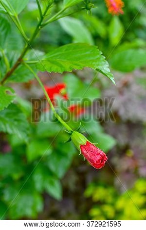 Bud Of Red Chaina Rose Or Mandar Flower With Green Leaves & Branches At Garden.