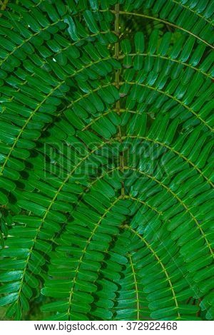 Leaves Background Of Krishna Chuda Flowers Tree.