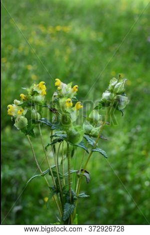 The Greater Cockerel (rhinanthus Major, Sometimes Also Rhinanthus Serotinus) Is An Annual Semi-paras