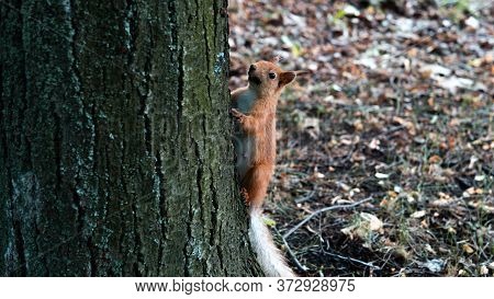 A Red Squirrel Jumps On And Around A Tree In The Garden.
