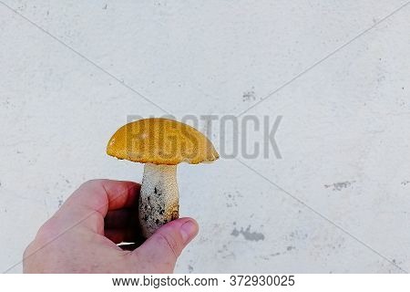 Human Hand Picks A White Mushroom. Looking For Mushrooms In The Forest. Male Hand Pick A Big Cep Mus