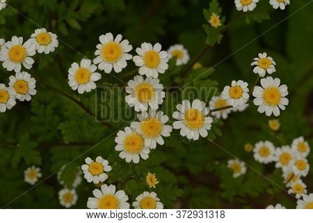 Matrikariya Flowers In The Garden. White Tanacetum Parthenium Blossoms