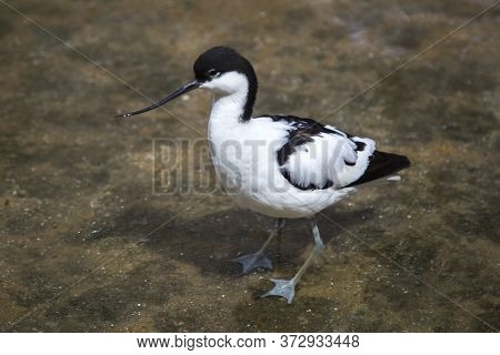 Bird Pied Avocet, Pied Avocet Standing In The Water. Birds, Ornithology, Ecology.
