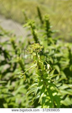 Henrys Lily Flower Buds - Latin Name - Lilium Henryi