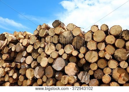 Pile Of Logs Cut By Lumberjacks During The Deforestation Of The Forest For Construction Activities