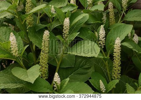 Phytolácca Americána Poisonous Plant. Phytolacca Acinosa Medicinal And Poisonous Plant.