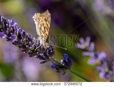 Painted Lady, Cosmopolite (vanessa Cardui) On Lavender (lavandula)