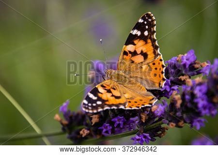 Painted Lady, Cosmopolite (vanessa Cardui) On Lavender (lavandula) In The Garden