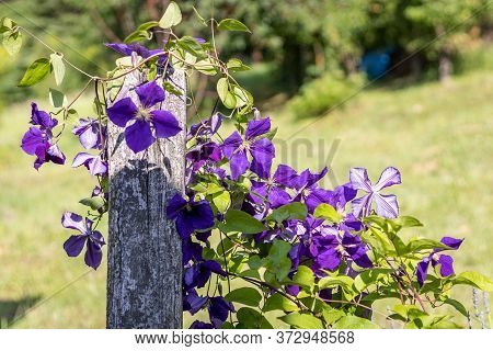 Purple Clematis X Jackmanii In The Garden
