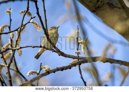 Dusky Warbler (phylloscopus Fuscatus) On A Tree