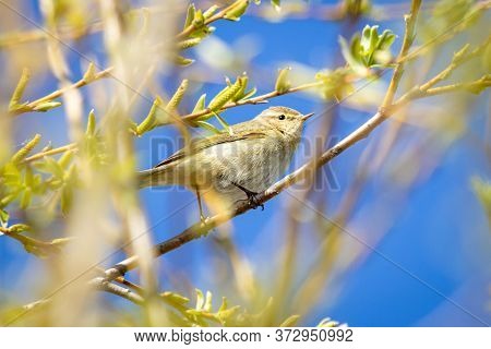 Dusky Warbler (phylloscopus Fuscatus) On A Tree