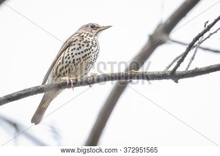 Song Thrush (turdus Philomelos) Sitting On A Branch