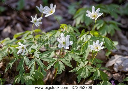 Isopyrum Thalictroides (helleborus Thalictroides) In The Forest