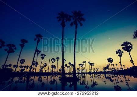 Palm Trees Are Reflecting On Water At Sunrise Timing Under Colorful Sky