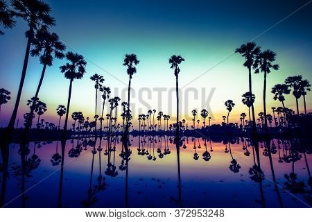 Palm Trees Are Reflecting On Water At Sunrise Timing Under Colorful Sky