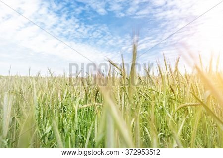 Scenic Landscape Of Growing Young Organic Wheat Stalk Field Against Blue Sky On Bright Sunny Summer 
