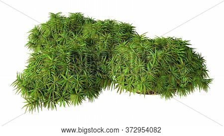 3D Rendering Green Moss On White