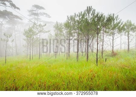 Big Trees Are Standing In Forest With Foggy At Rainy Season In Tropicana Location At North Of Thaila
