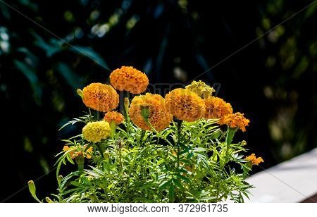 Beautiful Marigold Flowers Of Yellow And Orange Color, Genda Phool