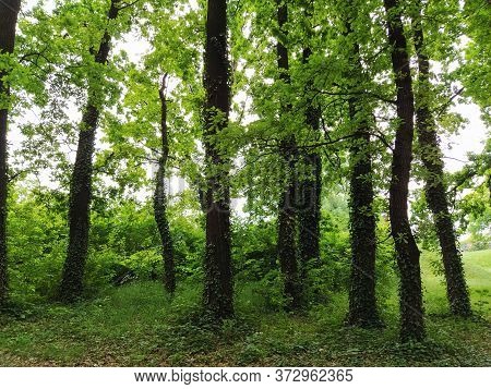 Deciduous Forest. Jungle. Subtropical Or Temperate Continental Climate. Creepers On Tree Trunks. Thi