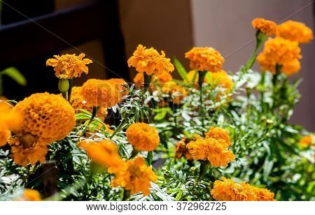 Beautiful Marigold Flowers Of Yellow And Orange Color, Genda Phool