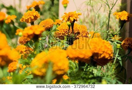 Beautiful Marigold Flowers Of Yellow And Orange Color, Genda Phool