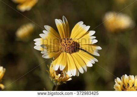 Flower Of A Coastal Tidytips, Layia Platyglossa