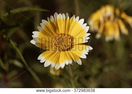Flower Of A Coastal Tidytips, Layia Platyglossa