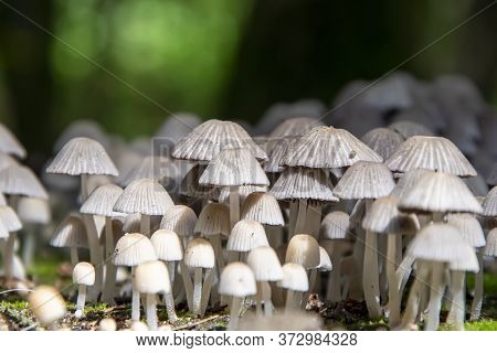 Growing Hallucinogenic Mushrooms For Food. Mycenaean Mushrooms Grow In The Forest.