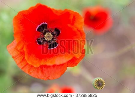 Close Up Of A Common Poppy With Its Vivid Red Petals, Its Sepals With Black Spots At Their Base And 